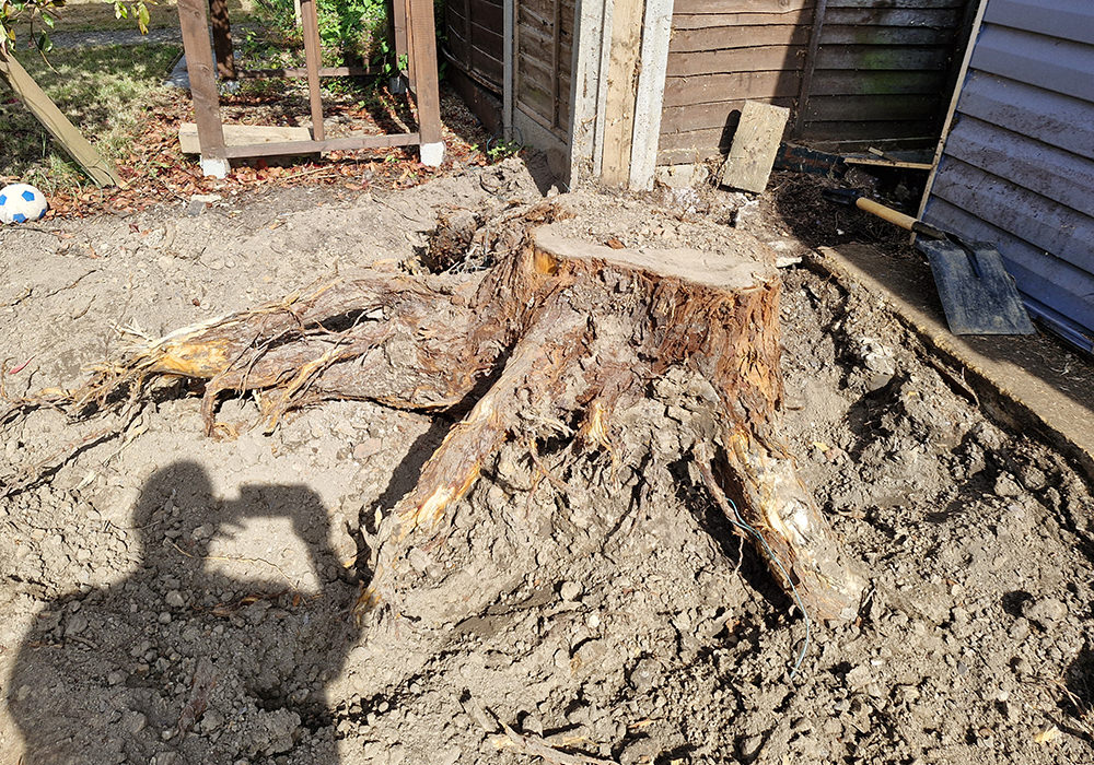 Large tree stump beside outbuilding before grinding