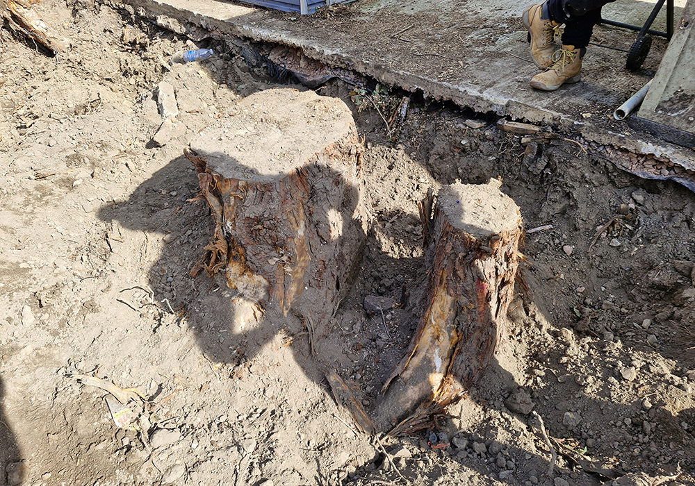 Twin tree stumps against concrete edge before removal