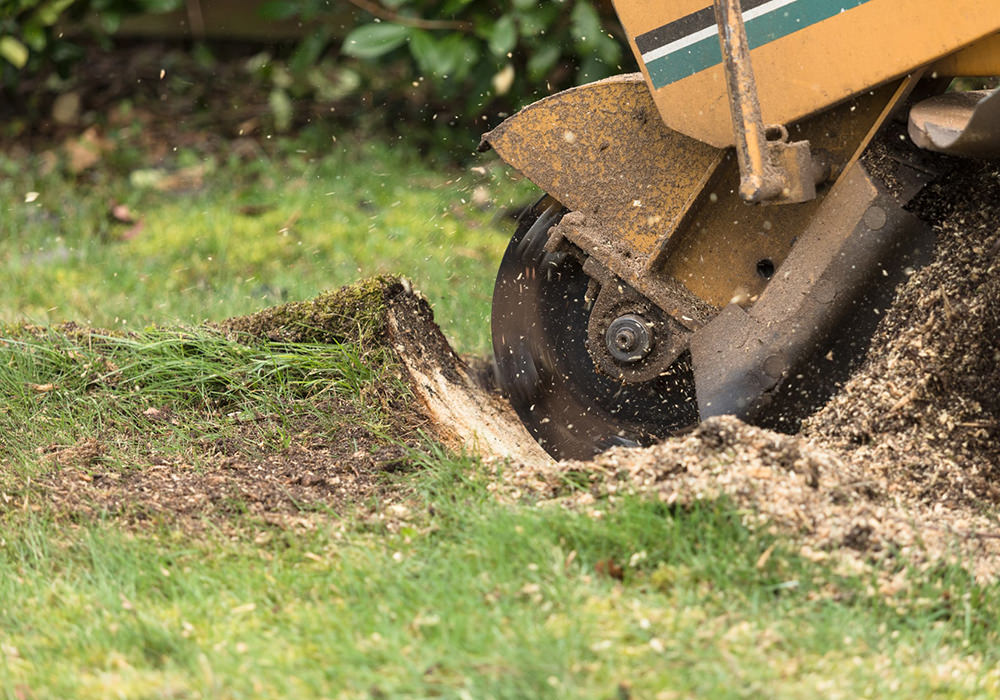 Professional stump grinder removing a tree stump in a Hertfordshire garden